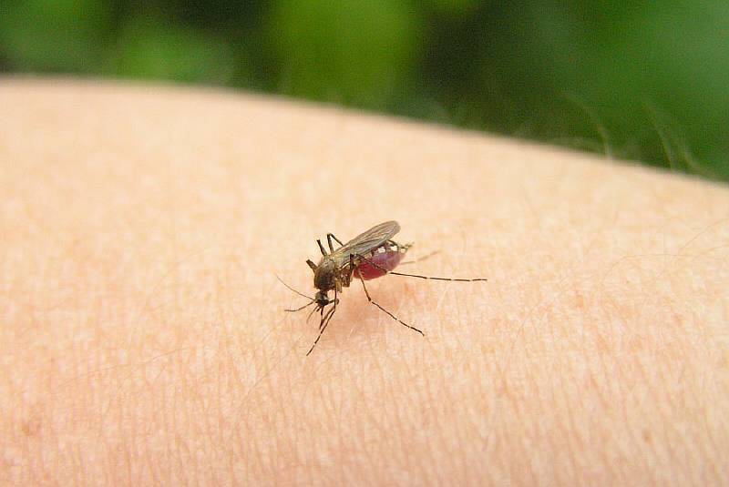Может ли комариный укус привести к воспалению мозга и смерти?