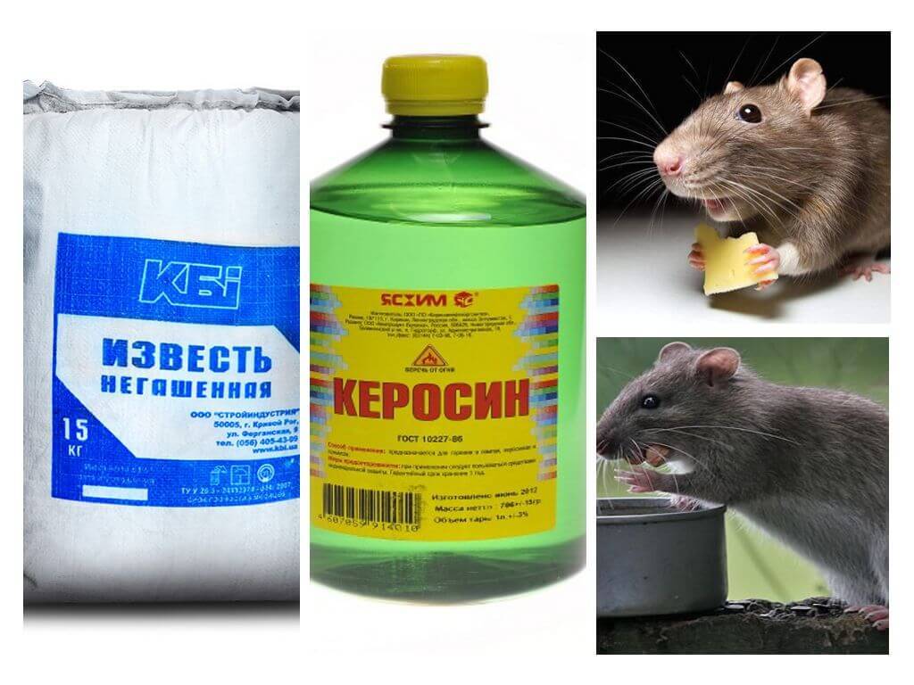 Какую траву боятся мыши и крысы в доме?