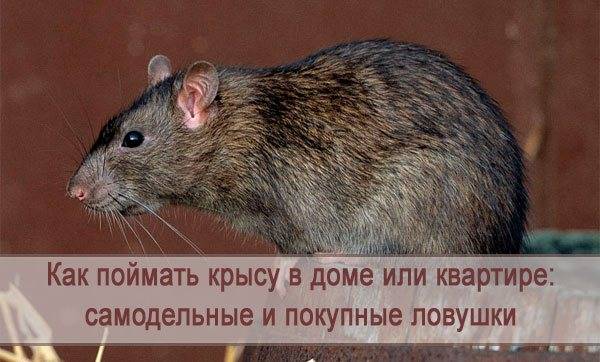 Борьба с крысами и мышами: эффективные средства и методы борьбы, позволяющие одолеть грызунов
