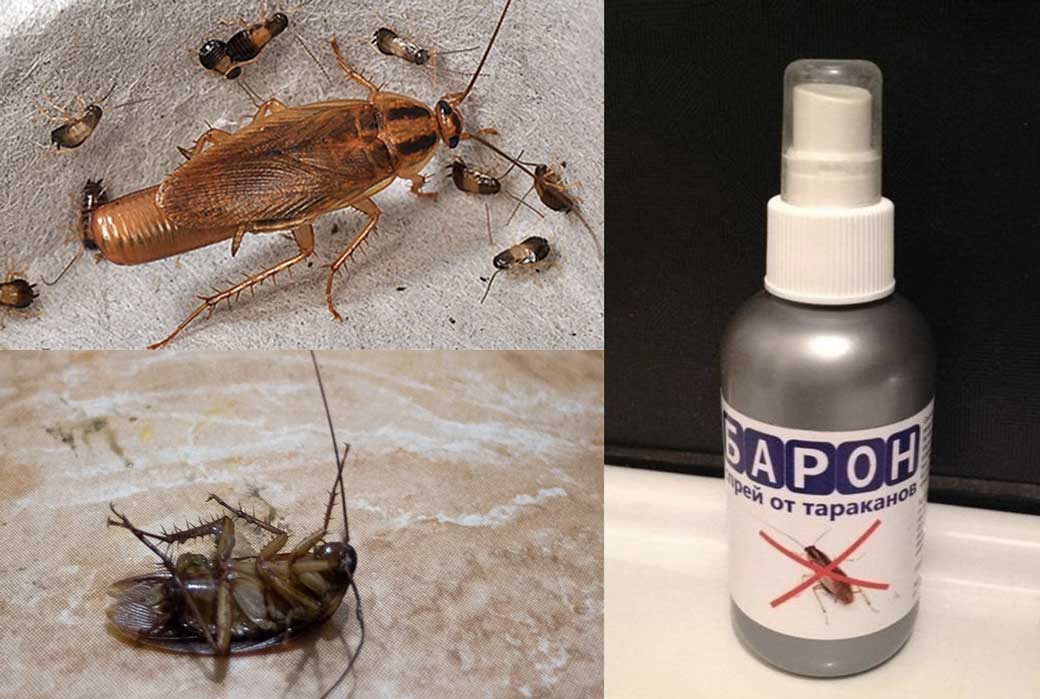 Барон спрей от тараканов — отзывы, эффективность, безопасность  