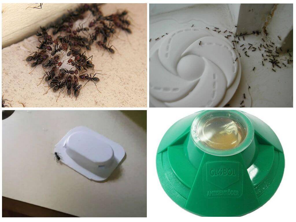 Ловушки для муравьев в квартире