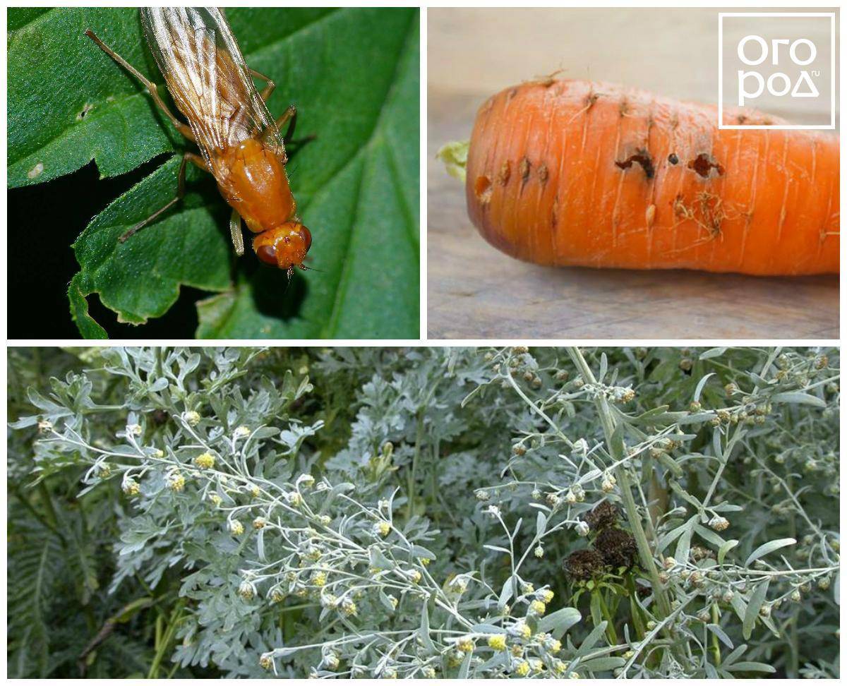 Эффективные методы борьбы с морковной мухой. как с ней бороться: профилактика, препараты и народные средства