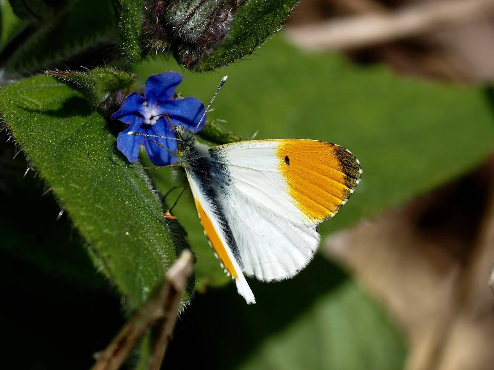 Капустница бабочка насекомое. описание, особенности, виды и фото капустницы