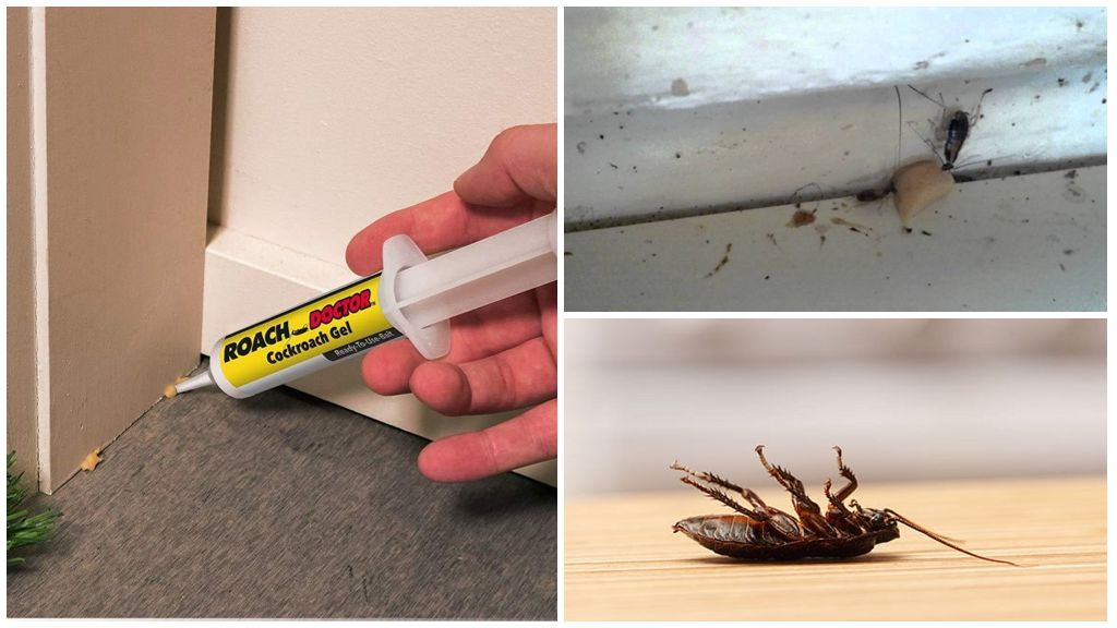 Чем травить тараканов в домашних условиях – самые эффективные средства