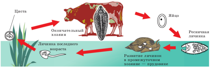 3 промежуточный хозяин. Цикл развития печеночного сосальщика схема. Цикл размножения печеночного сосальщика. Жизненный цикл печеночного сосальщика хозяин. Стадии развития печеночного сосальщика.