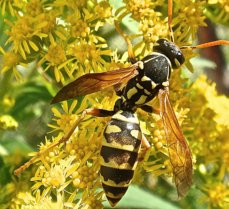 Делают ли осы мед: ответ пасечников