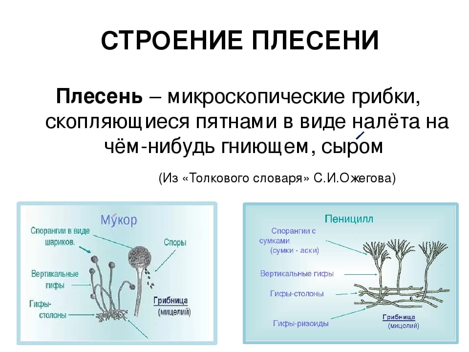 Мукор картинка биология