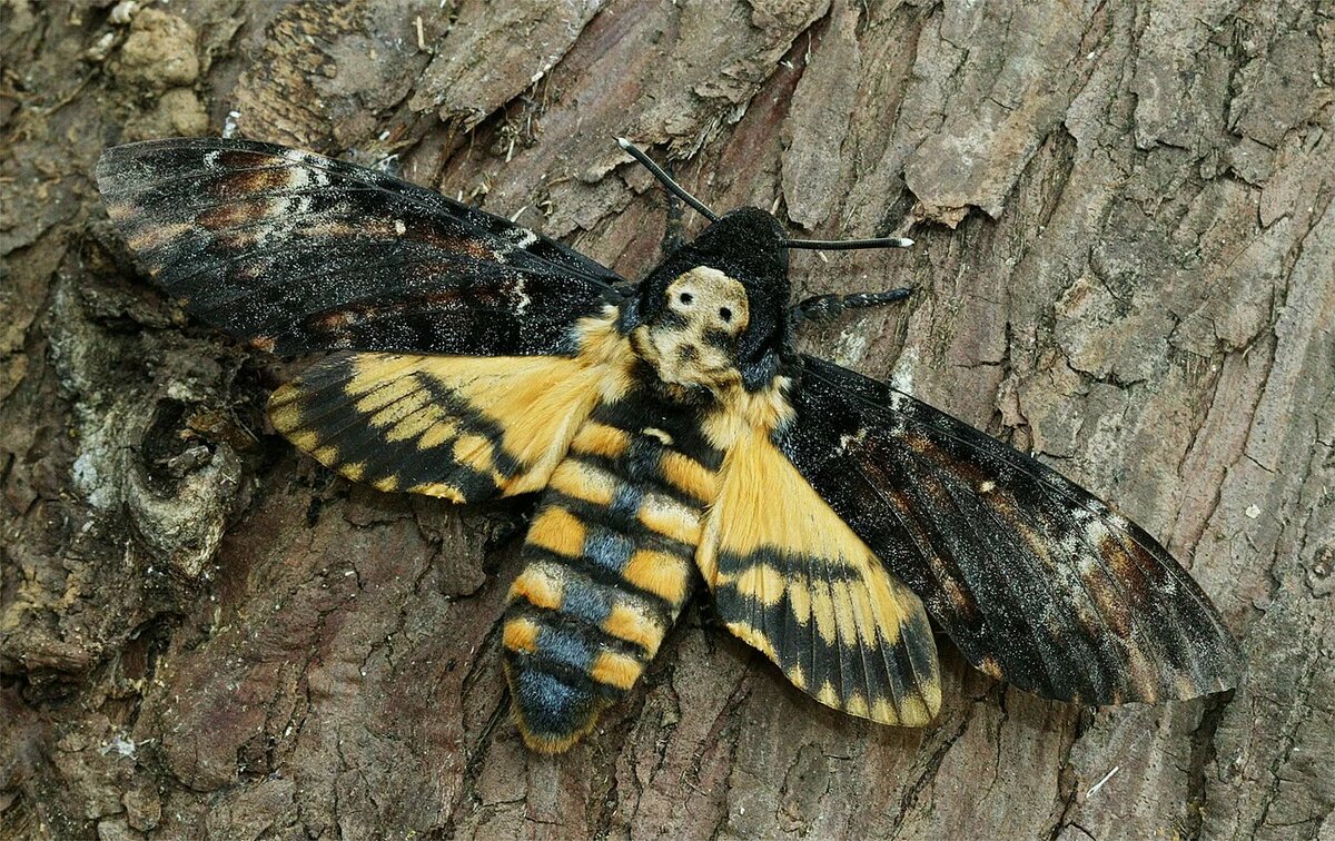 Бабочка бражник мертвая голова фото