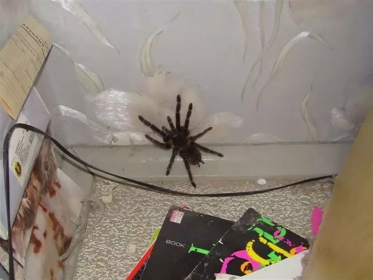 Почему в квартире бывает много пауков?