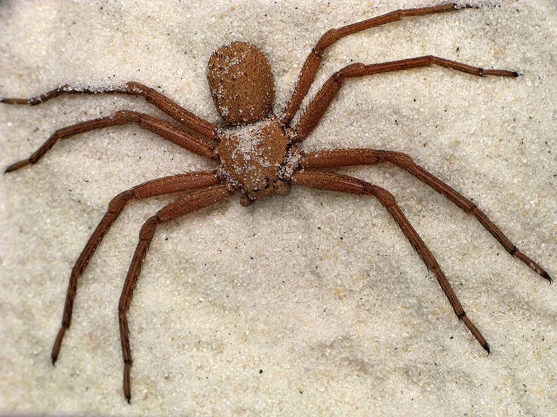 Чем опасен укус паука Отшельника? Где он обитает и чем питается?