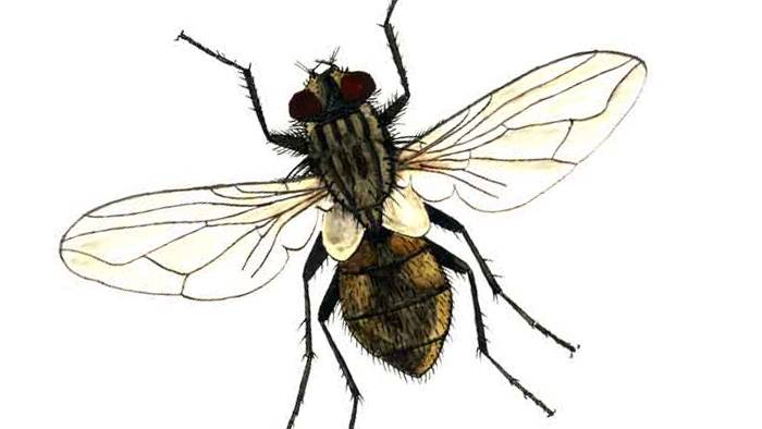 Почему мухи садятся на человека? что их привлекает?