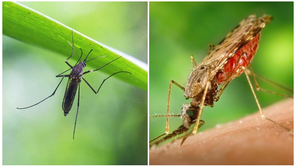 Как размножаются комары: особенности, характерные для летающих кровососов