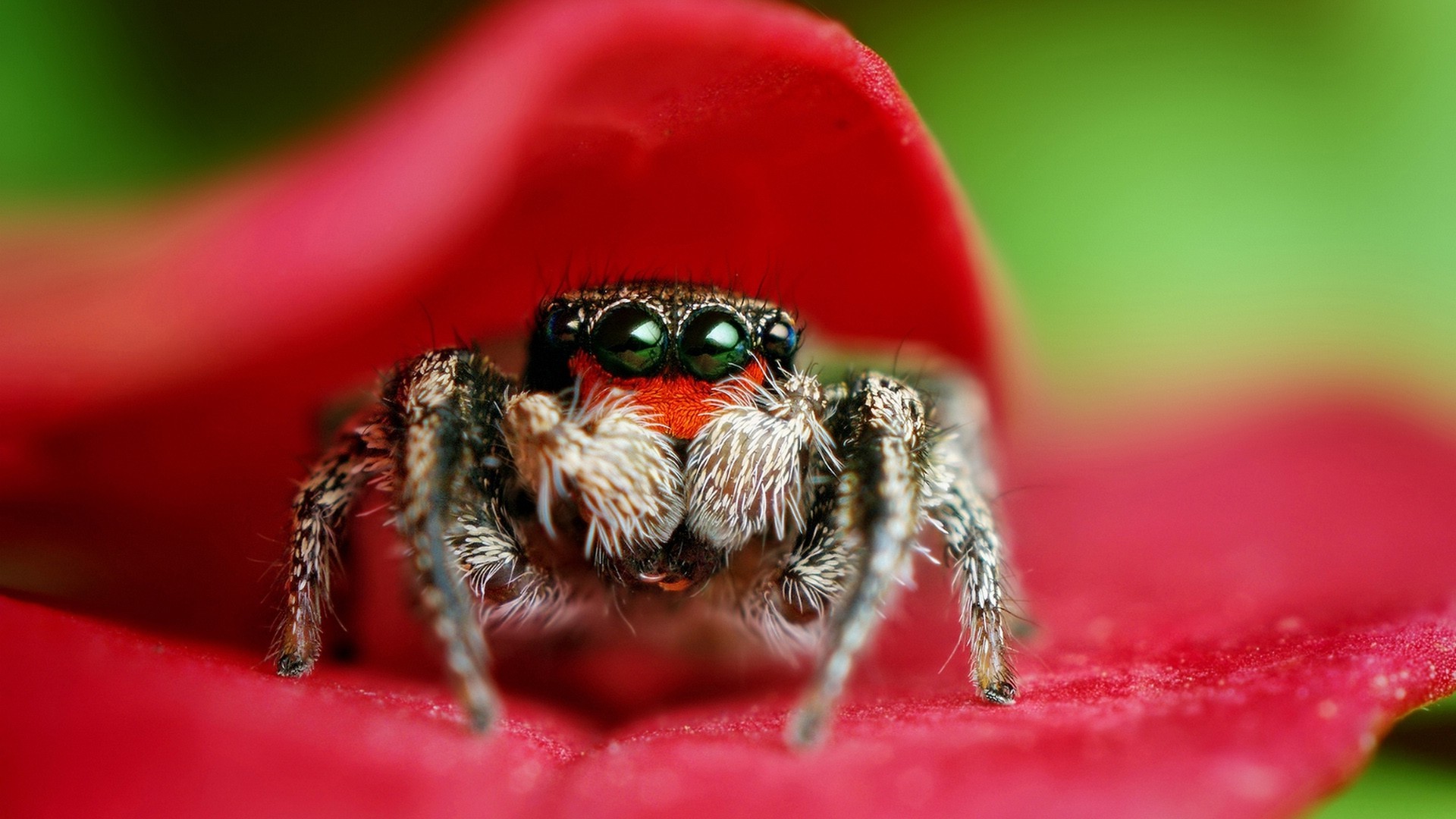 Виды пауков с названиями и описанием +фото, опасность для человека