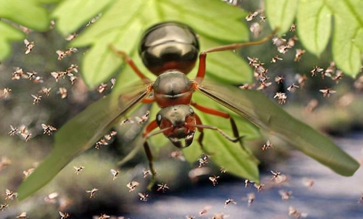 Как избавиться от летающих муравьев?