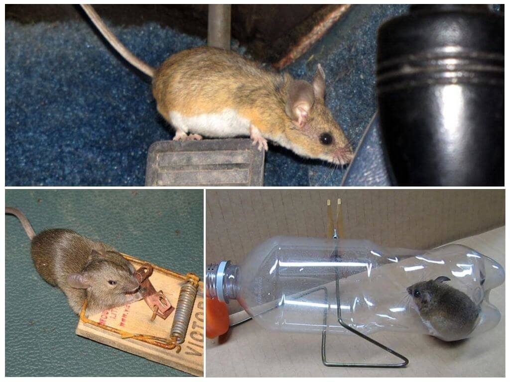 Как вывести мышей? какие способы действительно работают?