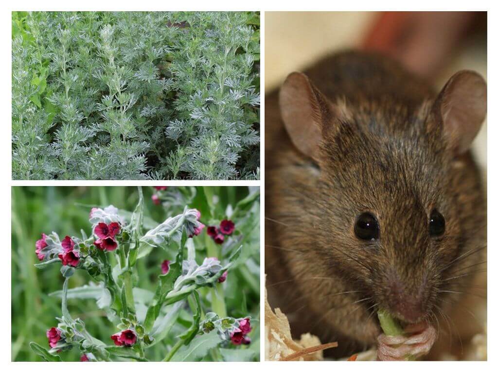 Растенияи и травы, которые отпугнут мышей от вашего дома и садового участка