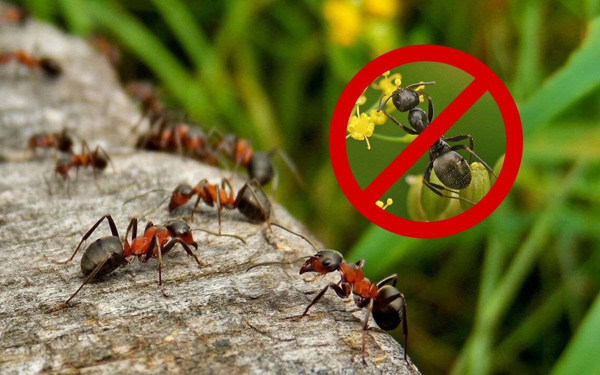 3 причины почему вы должны любить садовых муравьев