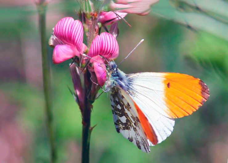 Капустница бабочка насекомое. описание, особенности, виды и фото капустницы | живность.ру