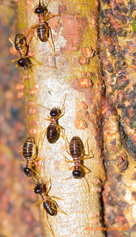 Термиты - первые социальные насекомые. (krol_jumarevich)