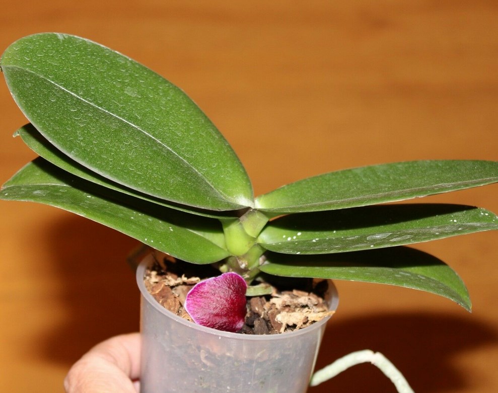 Что делать если в орхидеях завелись мошки: как избавиться в домашних условиях