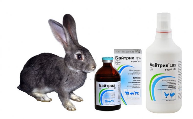 Блохи у кролика: лечение, народные средства, симптомы