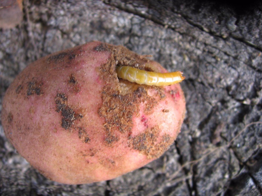 Самые опасные вредители картофеля и борьба с ними