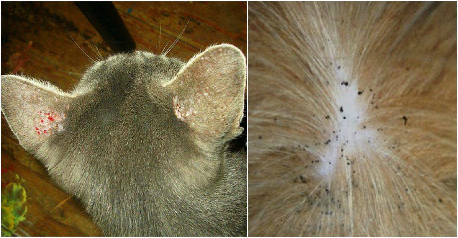 Блохи у кошки: симптомы, диагноз и способы избавления от паразитов (90 фото и видео)