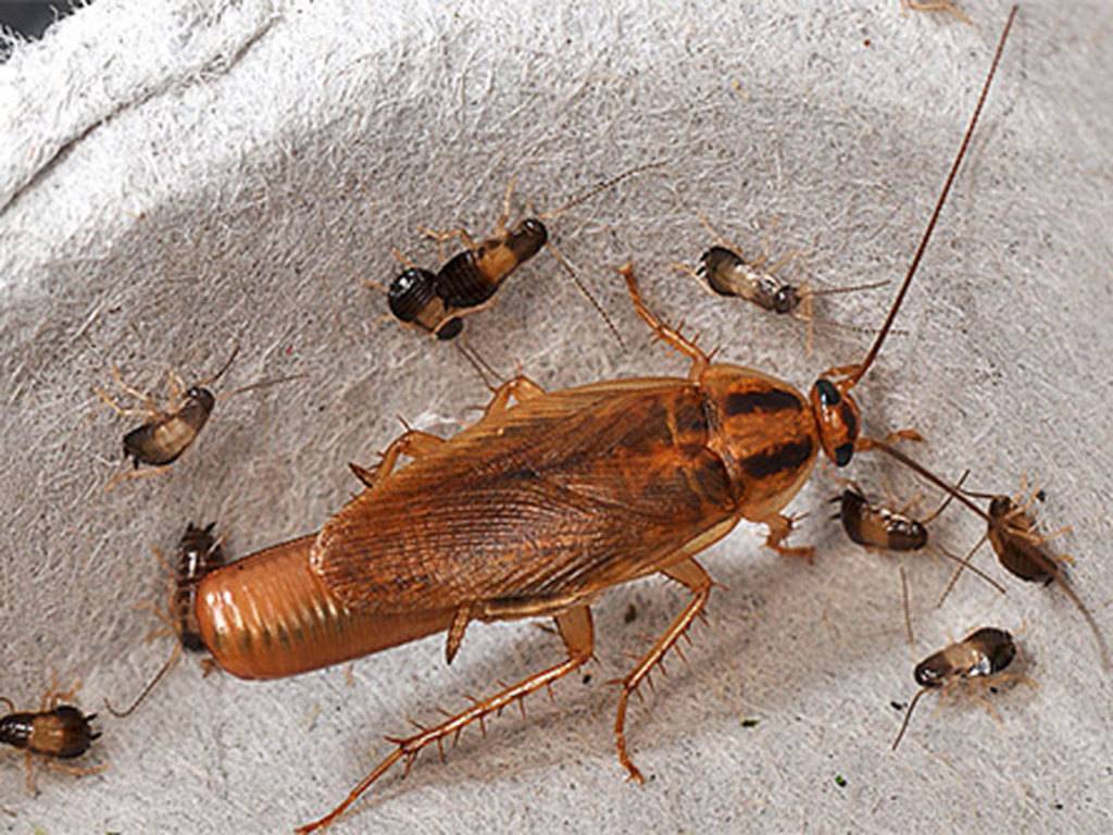 Как вывести рыжих тараканов из квартиры