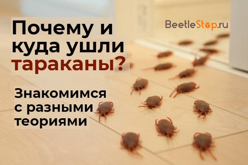 Куда ушли тараканы, почему они исчезли из квартир и опасно ли это для человека?