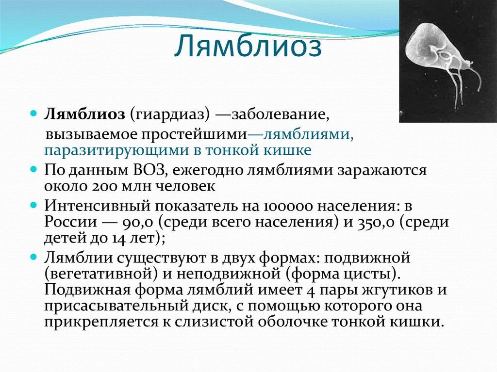 Как проявляется лямблиоз у взрослых