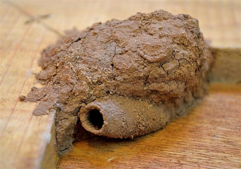 Тараканье гнездо. что нужно насекомым и где живут тараканы в квартире, как их изгнать. борная кислота против личинок