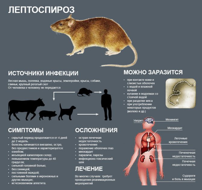 Опасные болезни крыс, передающиеся человеку
