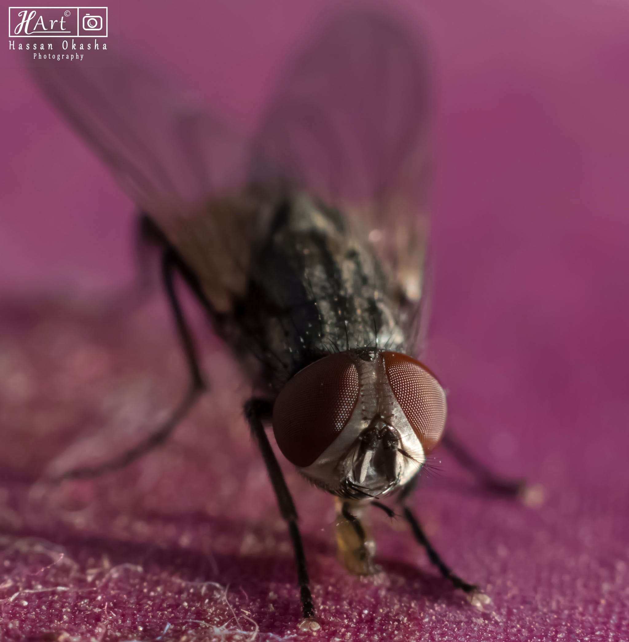 С какой скоростью летают мухи? какова скорость полета комнатной мухи? топ 3 самых быстрых насекомых в мире