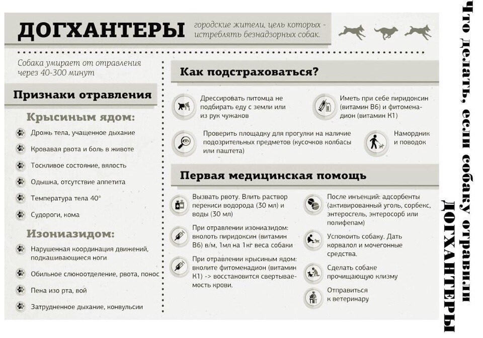 Симптомы отравления у собак. Первая помощь собаке при отравлении крысиным ядом. Симптомы отравления собаки ядом. Изониазид симптомы отравления у собак. Симптомы отравления крысиным ядом у собак.