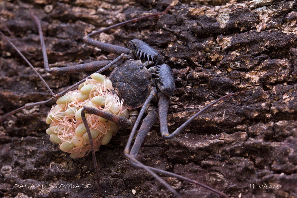 Где обитают фрины — жгутоногие пауки и чем питаются?