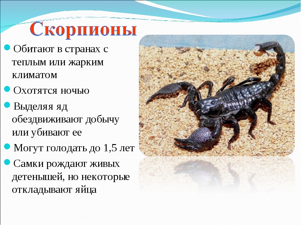 Топ-10 самых ядовитых скорпионов планеты (+ фото)
