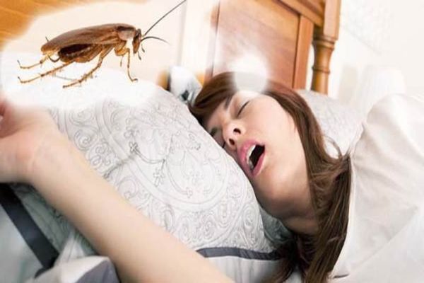 Что означает увидеть таракана во сне? Различные варианты — сонник
