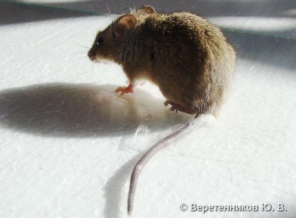 Какие бывают виды мышей