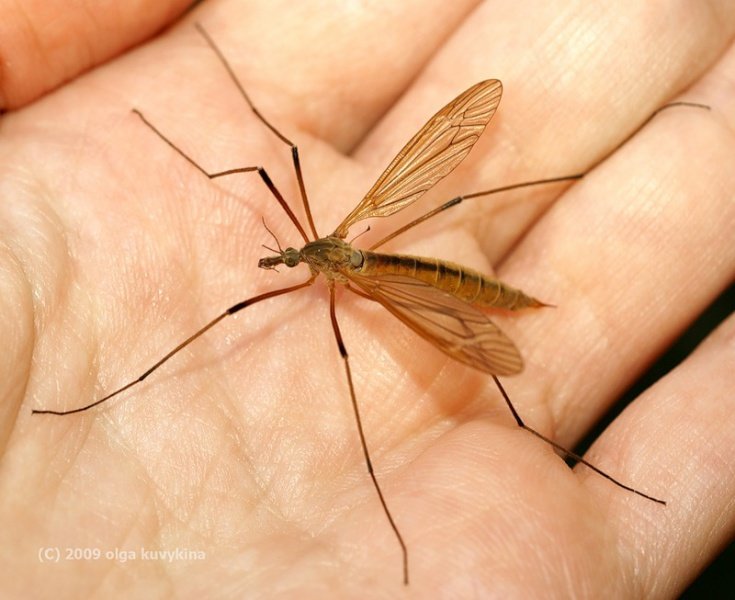 Большие комары с длинными ногами (долгоножки)