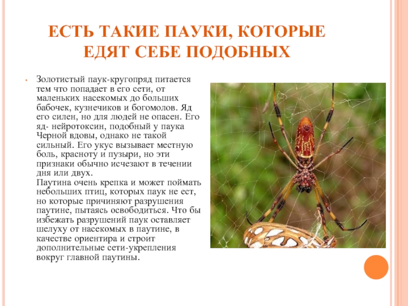 Givotinki.ru. виды пауков: описание, особенности и образ жизни