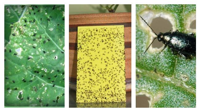 Препараты для обработки капусты от вредителей: чем из ядохимикатов опрыскать или полить, и дозировка инсектицидов, сыворотки и иных средств для борьбы с насекомыми
