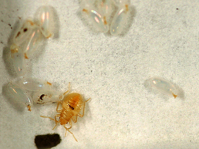 Яйца и личинки клопов: как выглядят (фото) и как их уничтожить / как избавится от насекомых в квартире