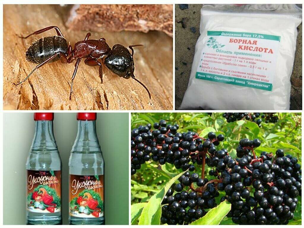 Борьба с муравьями на садовом участке: химические и народные средства, ловушки