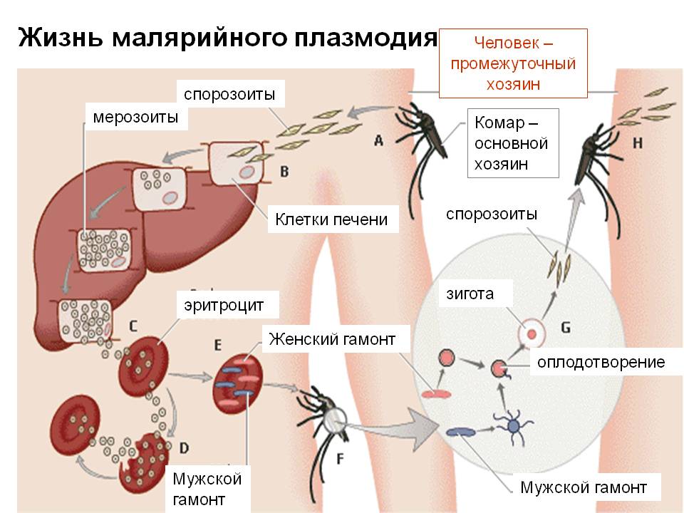 Малярийный комар – экскурсия в жизнь переносчика опасного заболевания