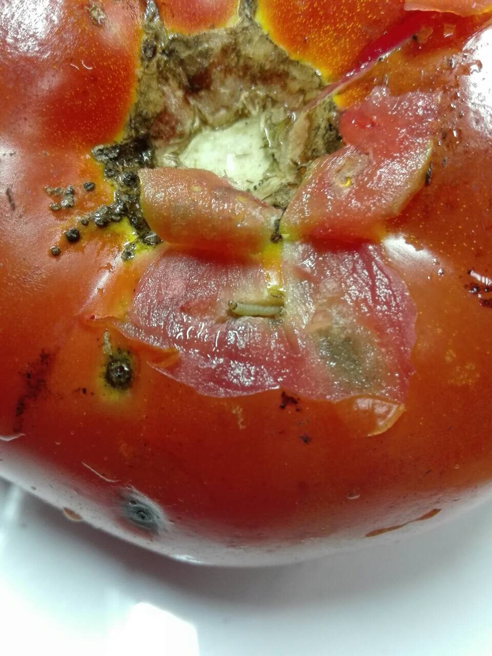 Почему жируют помидоры в теплице и что с этим делать, отзывы, советы, рекомендации