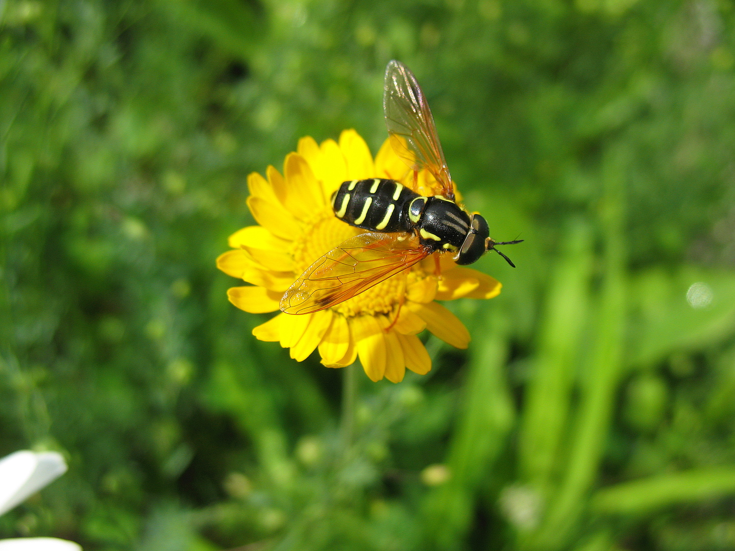 Мясная муха: как бороться и выращивать