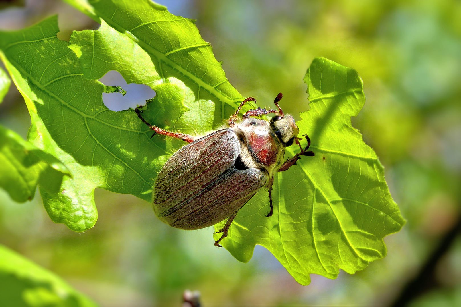 Что едят майские жуки?