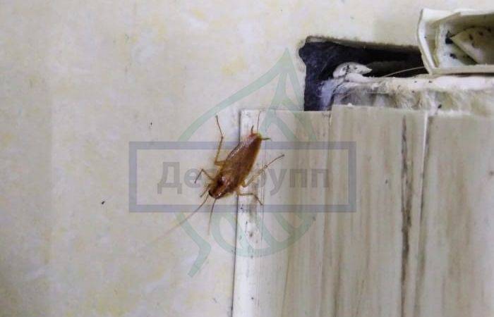 Откуда берутся тараканы в квартире и что делать, если они завелись