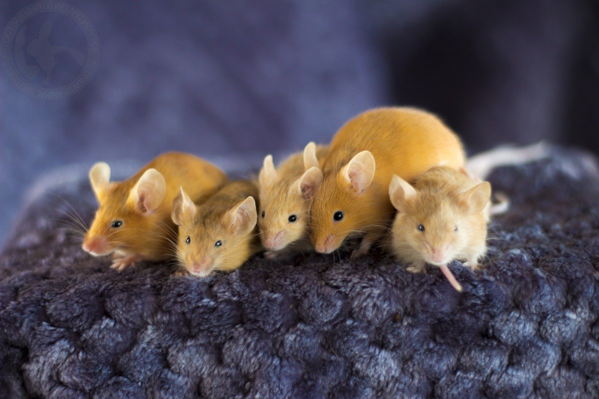 Где живут мыши. особенности размножения и родов мышей спаривание полевых мышей