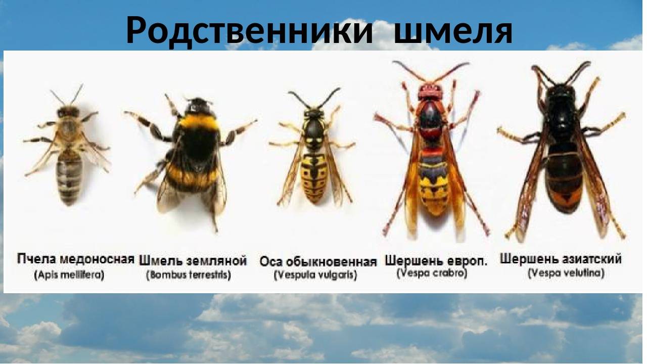 Чем отличаются пчелы, осы, шмели и шершни: по внешнему виду, признакам